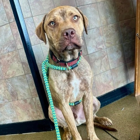 Chief, an adoptable Pit Bull Terrier in Wichita, KS, 67278 | Photo Image 4