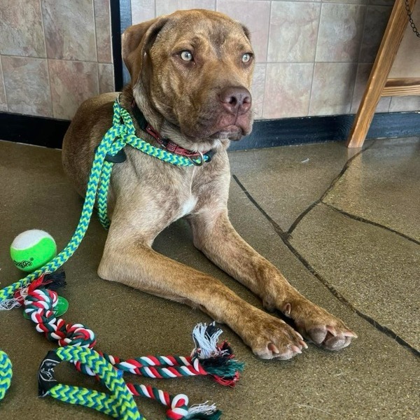 Chief, an adoptable Pit Bull Terrier in Wichita, KS, 67278 | Photo Image 5