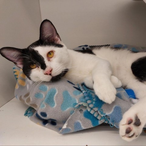 Seven, an adoptable Domestic Short Hair in Wichita, KS, 67278 | Photo Image 1