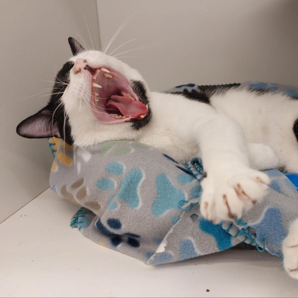 Seven, an adoptable Domestic Short Hair in Wichita, KS, 67278 | Photo Image 2