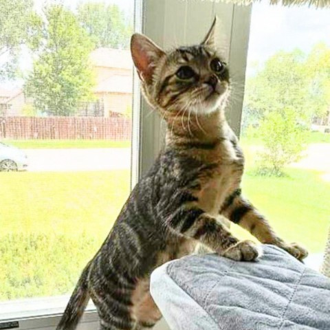 Hyacinth, an adoptable Domestic Short Hair in Wichita, KS, 67278 | Photo Image 1