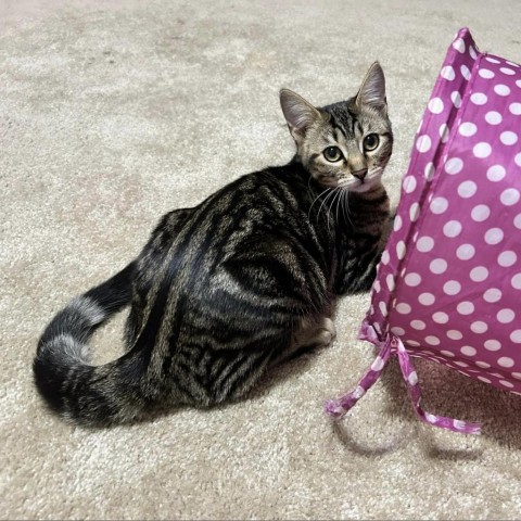 Hyacinth, an adoptable Domestic Short Hair in Wichita, KS, 67278 | Photo Image 3