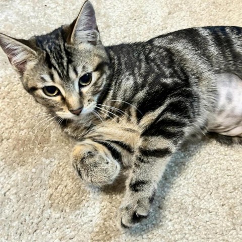 Hyacinth, an adoptable Domestic Short Hair in Wichita, KS, 67278 | Photo Image 4