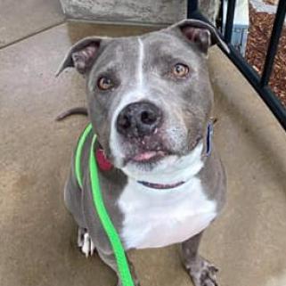 Odin, an adoptable Pit Bull Terrier in Wichita, KS, 67278 | Photo Image 1