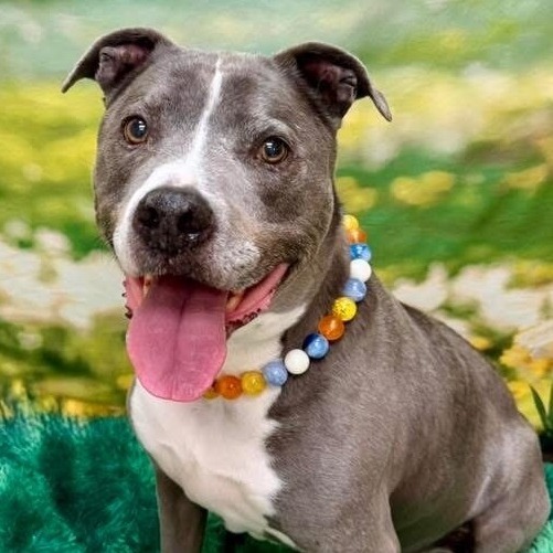 Odin, an adoptable Pit Bull Terrier in Wichita, KS, 67278 | Photo Image 1