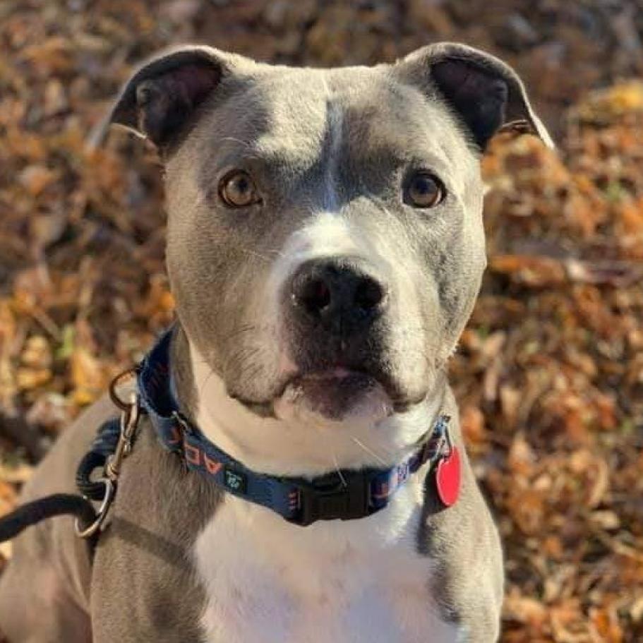 Odin, an adoptable Pit Bull Terrier in Wichita, KS, 67278 | Photo Image 2