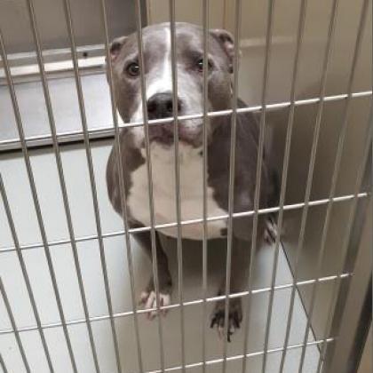 Odin, an adoptable Pit Bull Terrier in Wichita, KS, 67278 | Photo Image 3