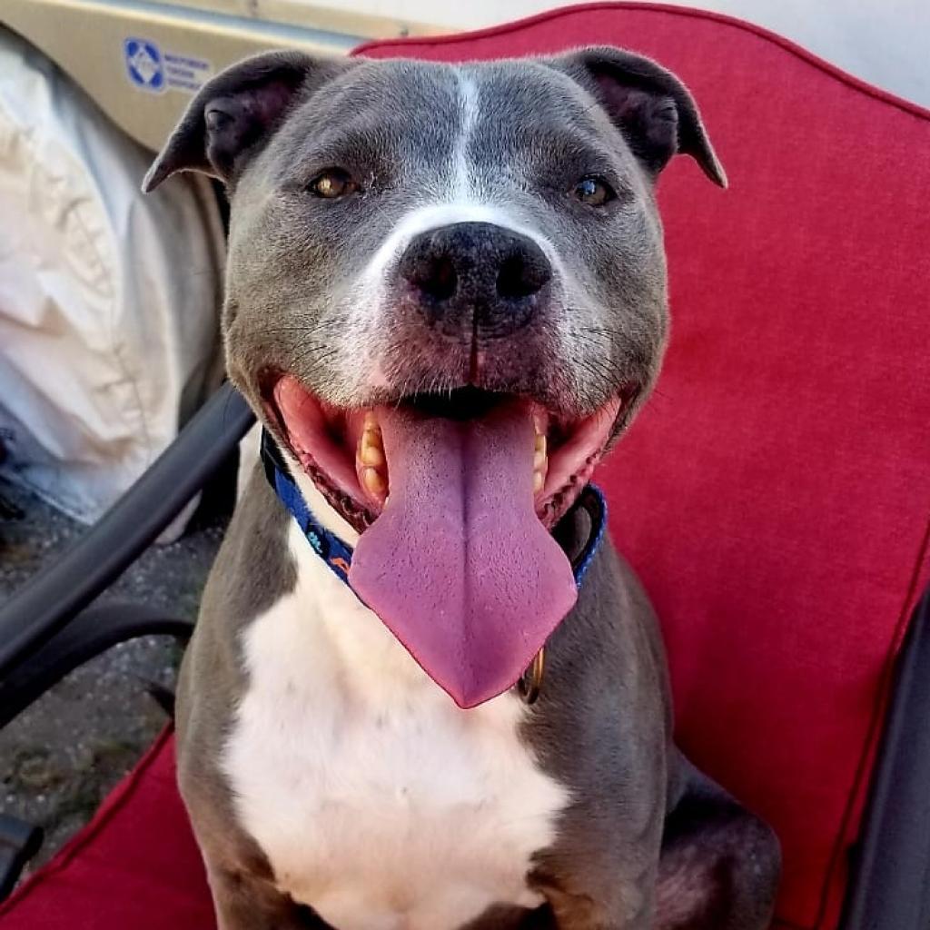 Odin, an adoptable Pit Bull Terrier in Wichita, KS, 67278 | Photo Image 4