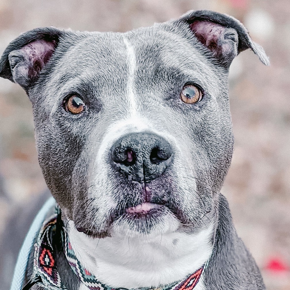 Odin, an adoptable Pit Bull Terrier in Wichita, KS, 67278 | Photo Image 5