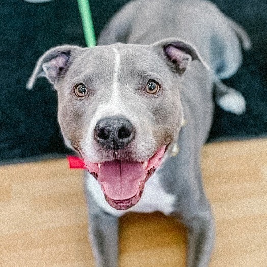Odin, an adoptable Pit Bull Terrier in Wichita, KS, 67278 | Photo Image 6