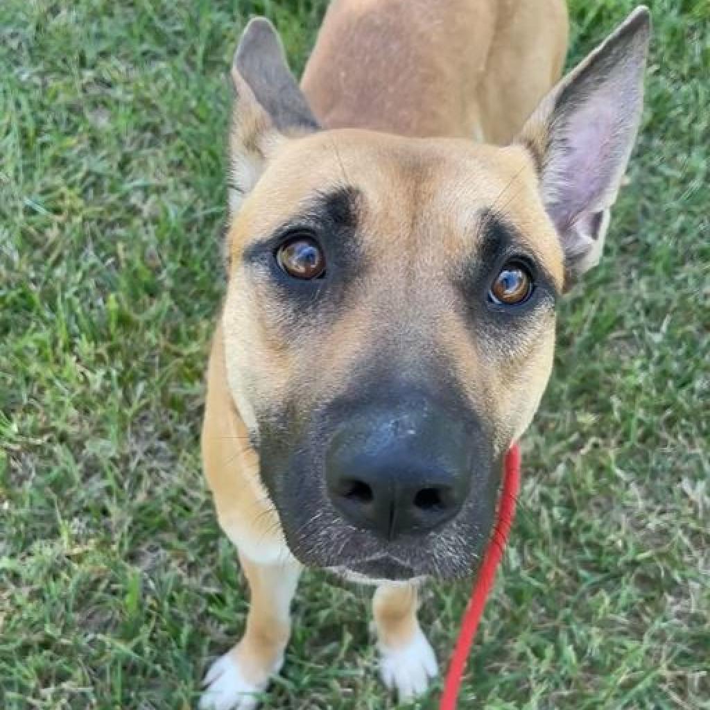 Laika, an adoptable Shepherd in Wichita, KS, 67278 | Photo Image 1
