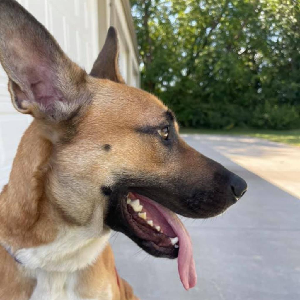 Laika, an adoptable Shepherd in Wichita, KS, 67278 | Photo Image 2