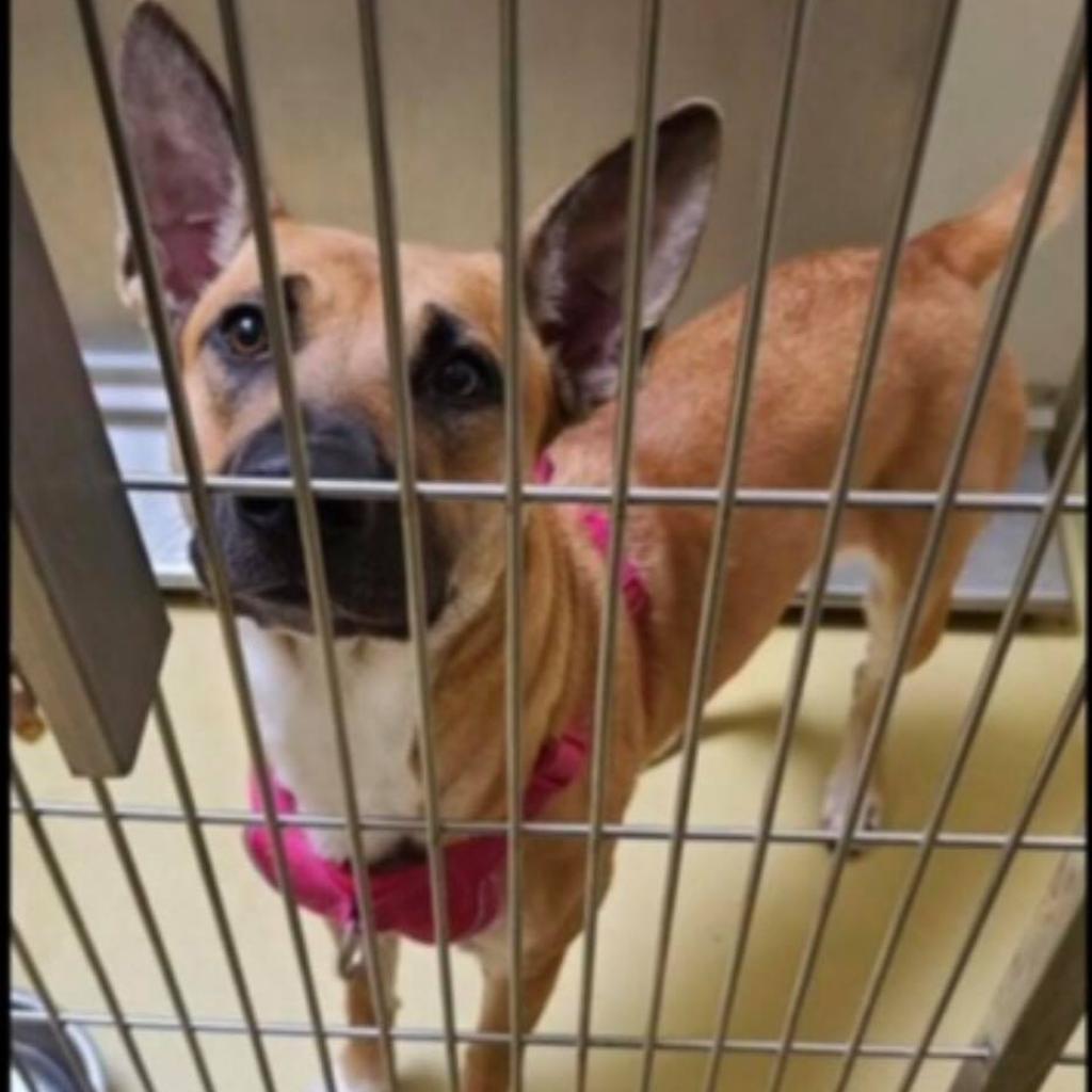 Laika, an adoptable Shepherd in Wichita, KS, 67278 | Photo Image 3