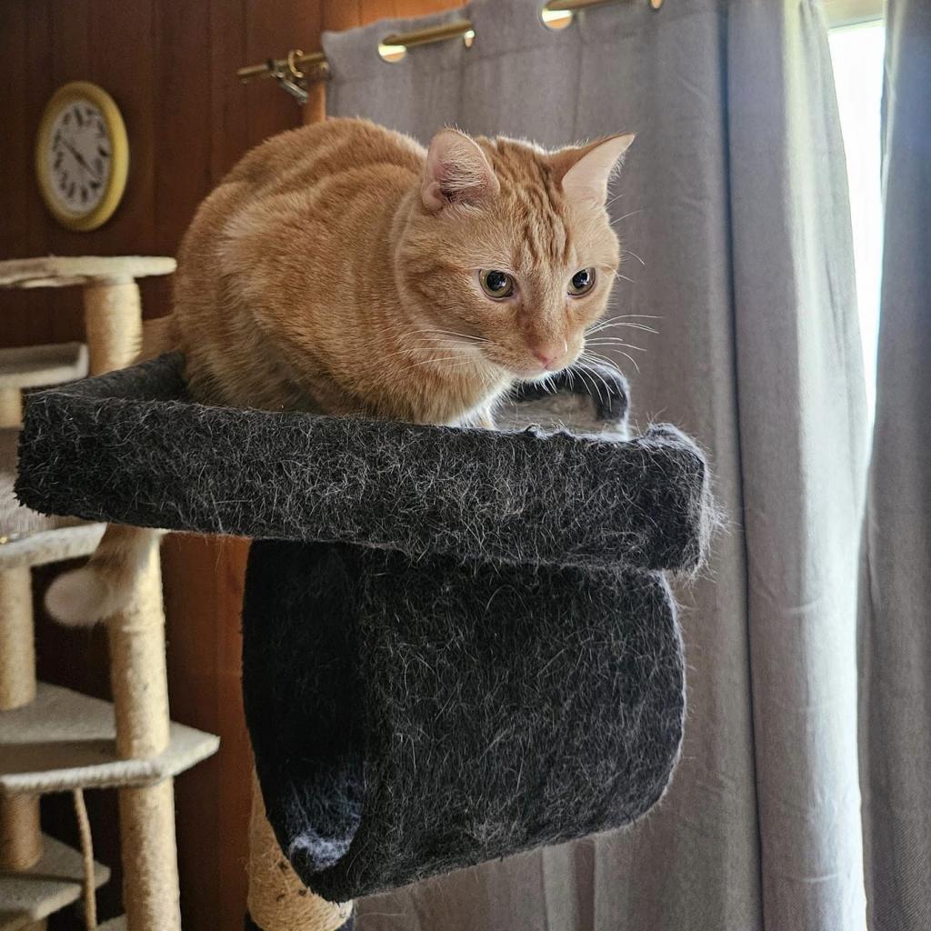 Cheese It, an adoptable Domestic Medium Hair in Wichita, KS, 67278 | Photo Image 3