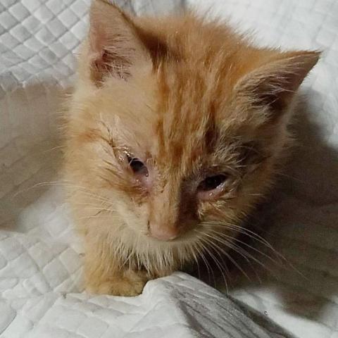 Cheese It, an adoptable Domestic Medium Hair in Wichita, KS, 67278 | Photo Image 6