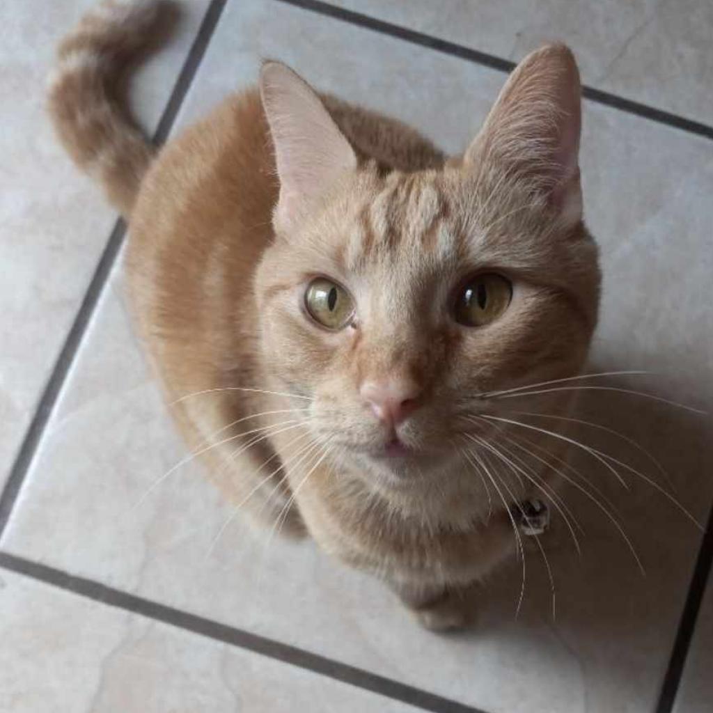 Cheese It, an adoptable Domestic Medium Hair in Wichita, KS, 67278 | Photo Image 6