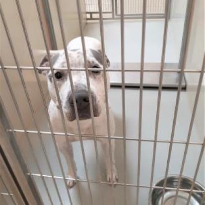 Agnes, an adoptable Pit Bull Terrier in Wichita, KS, 67278 | Photo Image 2