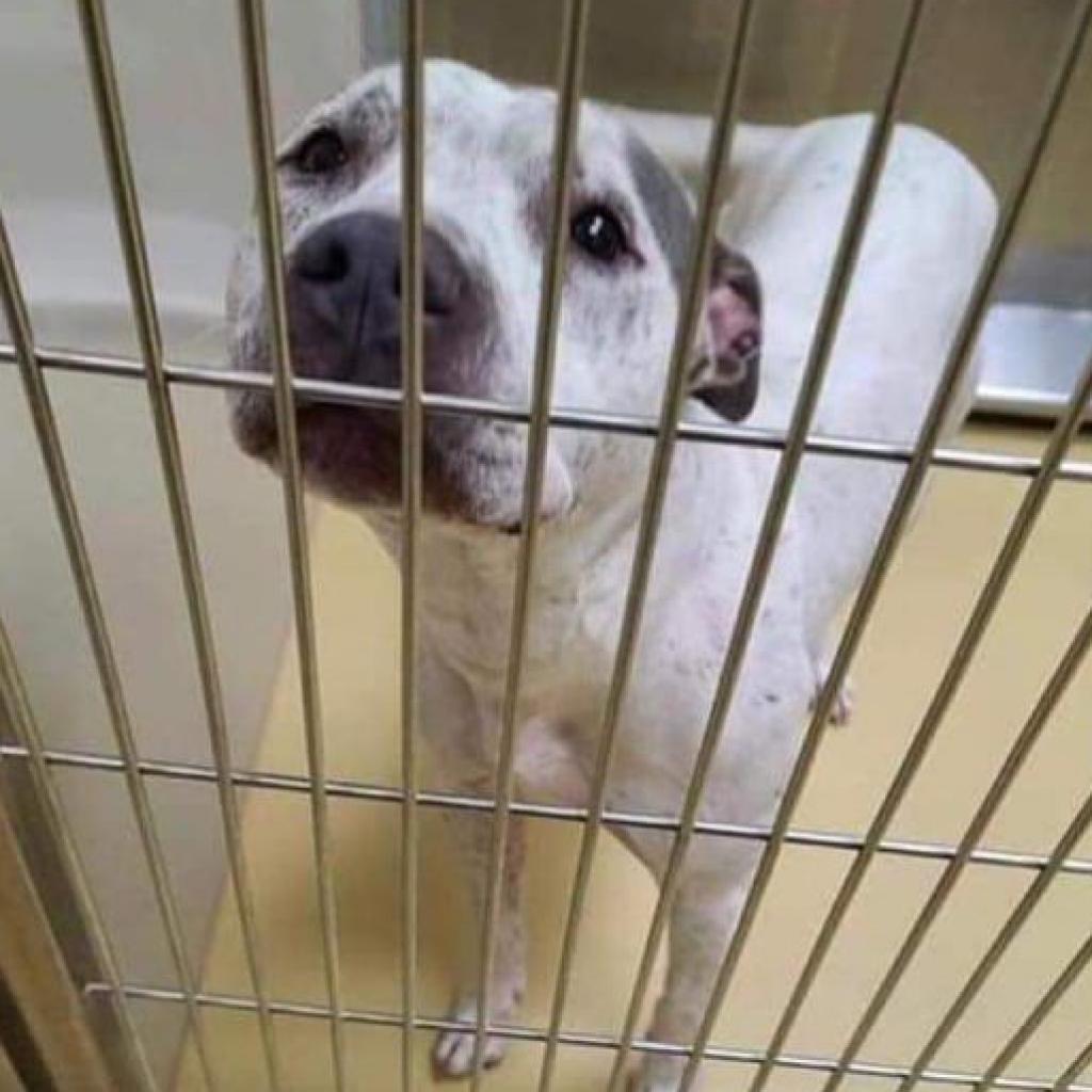 Agnes, an adoptable Pit Bull Terrier in Wichita, KS, 67278 | Photo Image 3