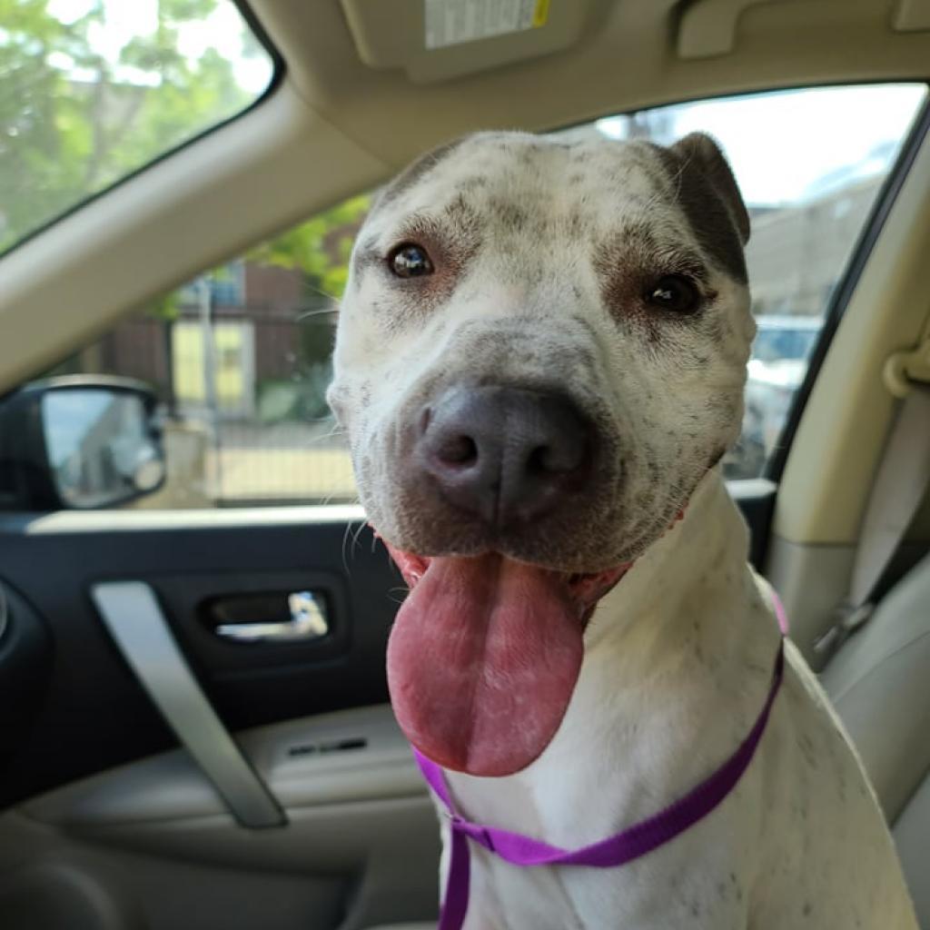 Agnes, an adoptable Pit Bull Terrier in Wichita, KS, 67278 | Photo Image 4