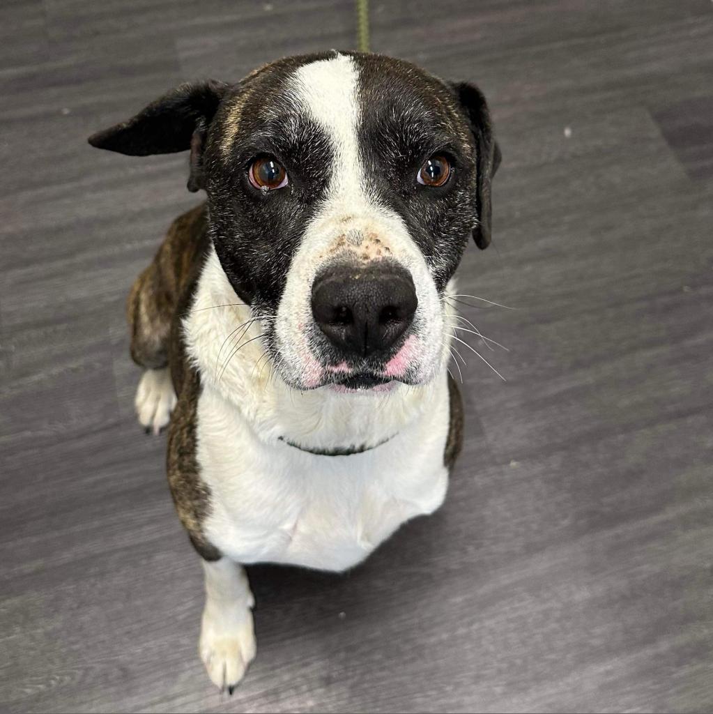 Baylor, an adoptable Pit Bull Terrier in Wichita, KS, 67278 | Photo Image 1
