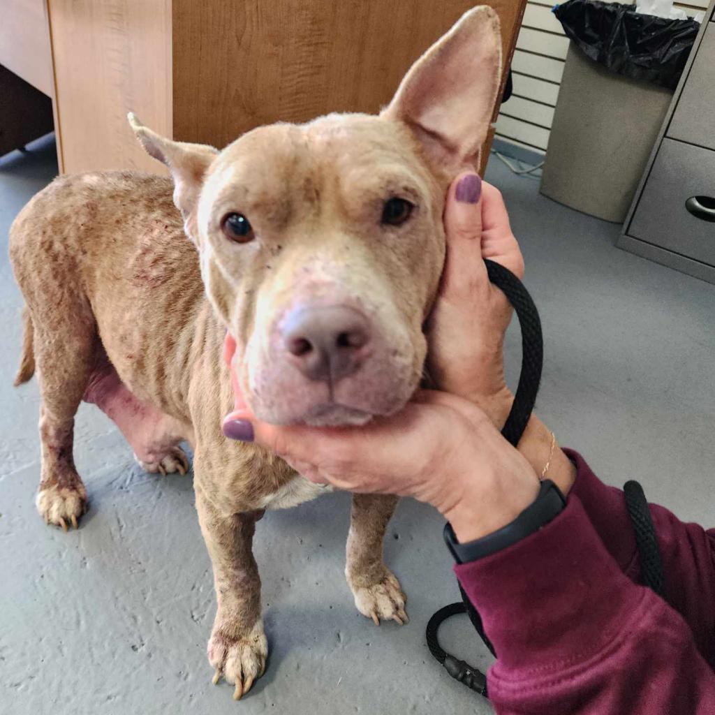 Minnie, an adoptable Pit Bull Terrier, Mixed Breed in Wichita, KS, 67278 | Photo Image 1