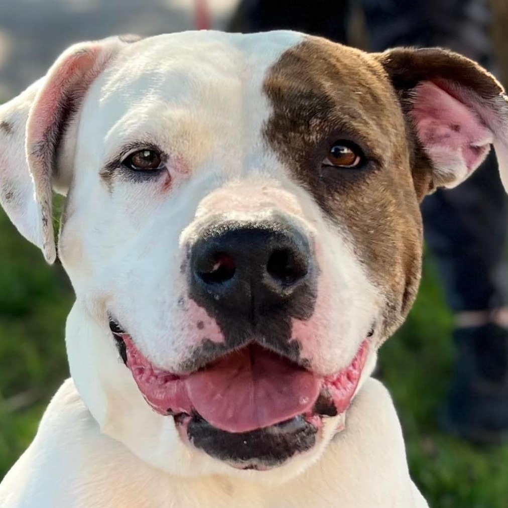 Trixie, an adoptable American Bulldog in Wichita, KS, 67278 | Photo Image 1