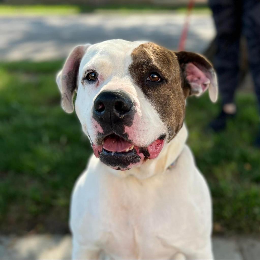 Trixie, an adoptable American Bulldog in Wichita, KS, 67278 | Photo Image 2