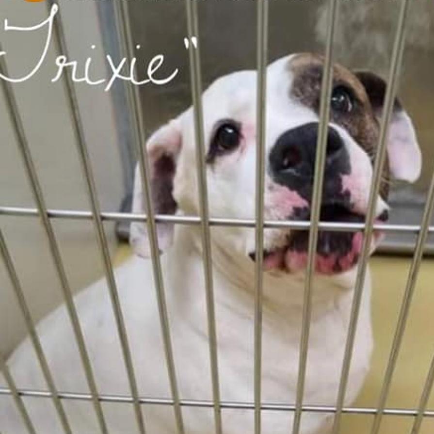 Trixie, an adoptable American Bulldog in Wichita, KS, 67278 | Photo Image 3