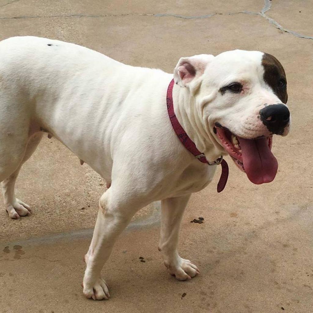 Trixie, an adoptable American Bulldog in Wichita, KS, 67278 | Photo Image 4