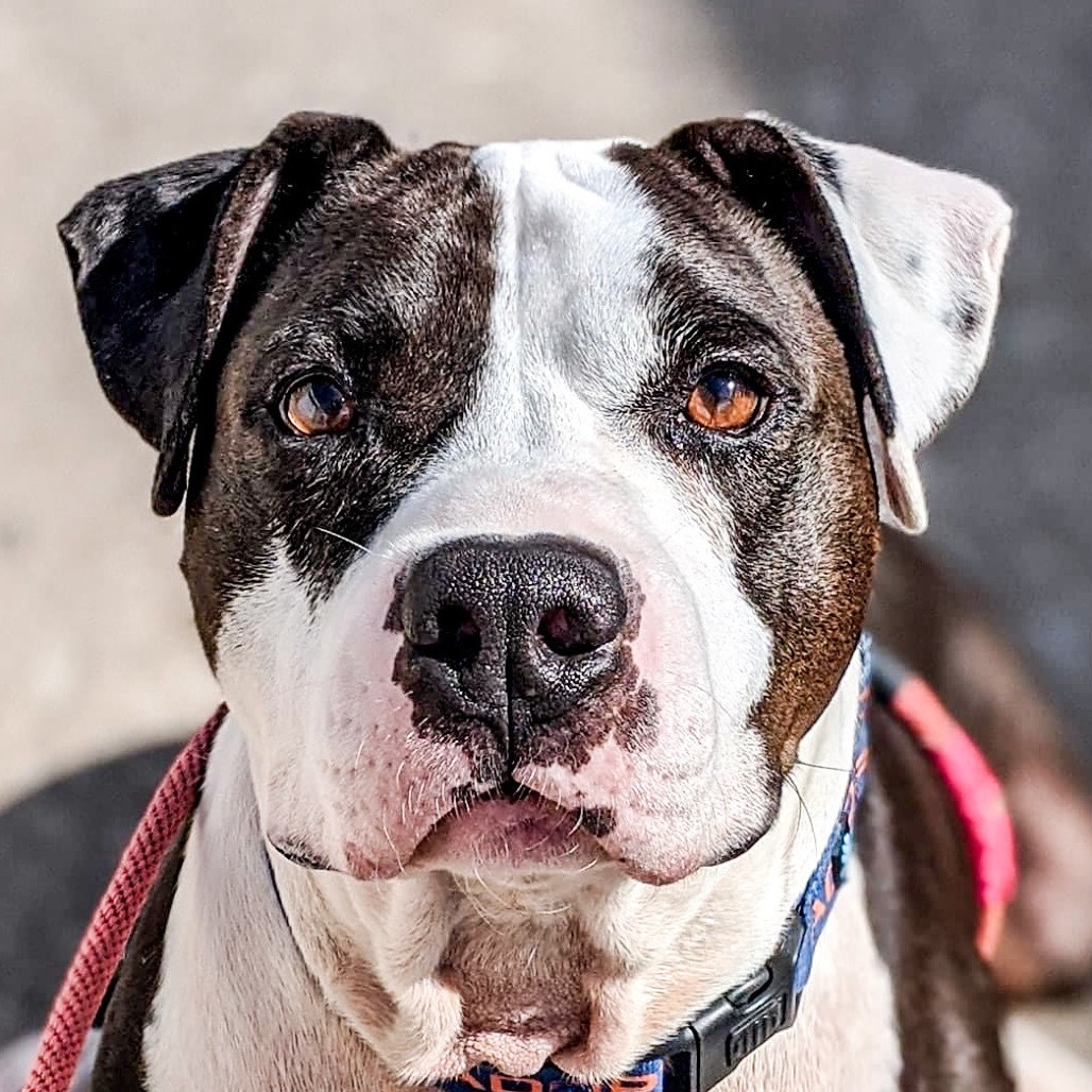 Jax, an adoptable Pit Bull Terrier in Wichita, KS, 67278 | Photo Image 1