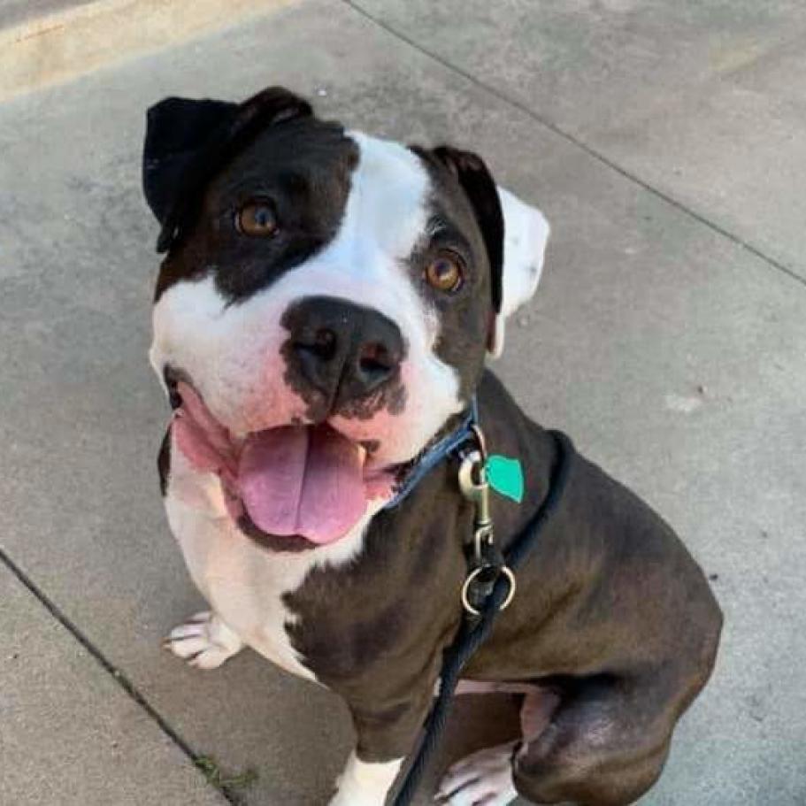 Jax, an adoptable Pit Bull Terrier in Wichita, KS, 67278 | Photo Image 2