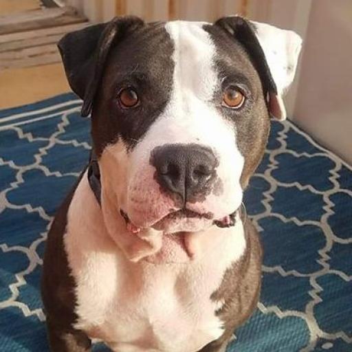 Jax, an adoptable Pit Bull Terrier in Wichita, KS, 67278 | Photo Image 3