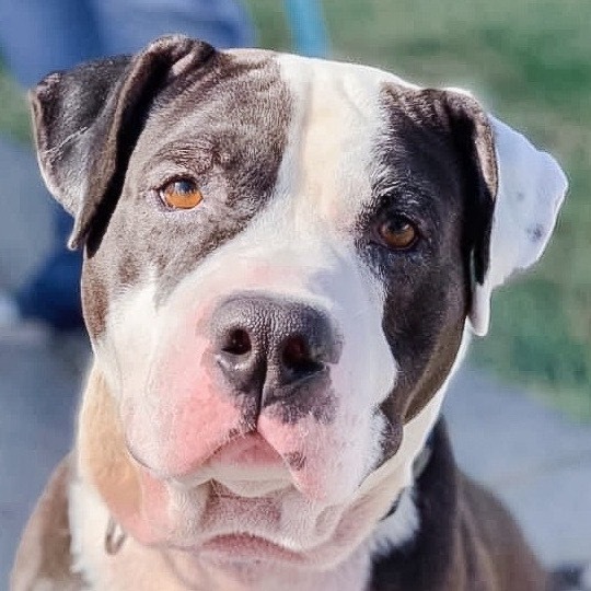 Jax, an adoptable Pit Bull Terrier in Wichita, KS, 67278 | Photo Image 4