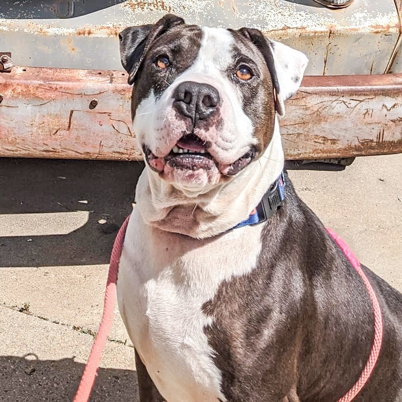 Jax, an adoptable Pit Bull Terrier in Wichita, KS, 67278 | Photo Image 5