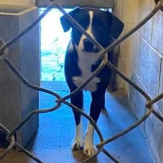Loki, an adoptable Labrador Retriever, Border Collie in Wichita, KS, 67278 | Photo Image 3