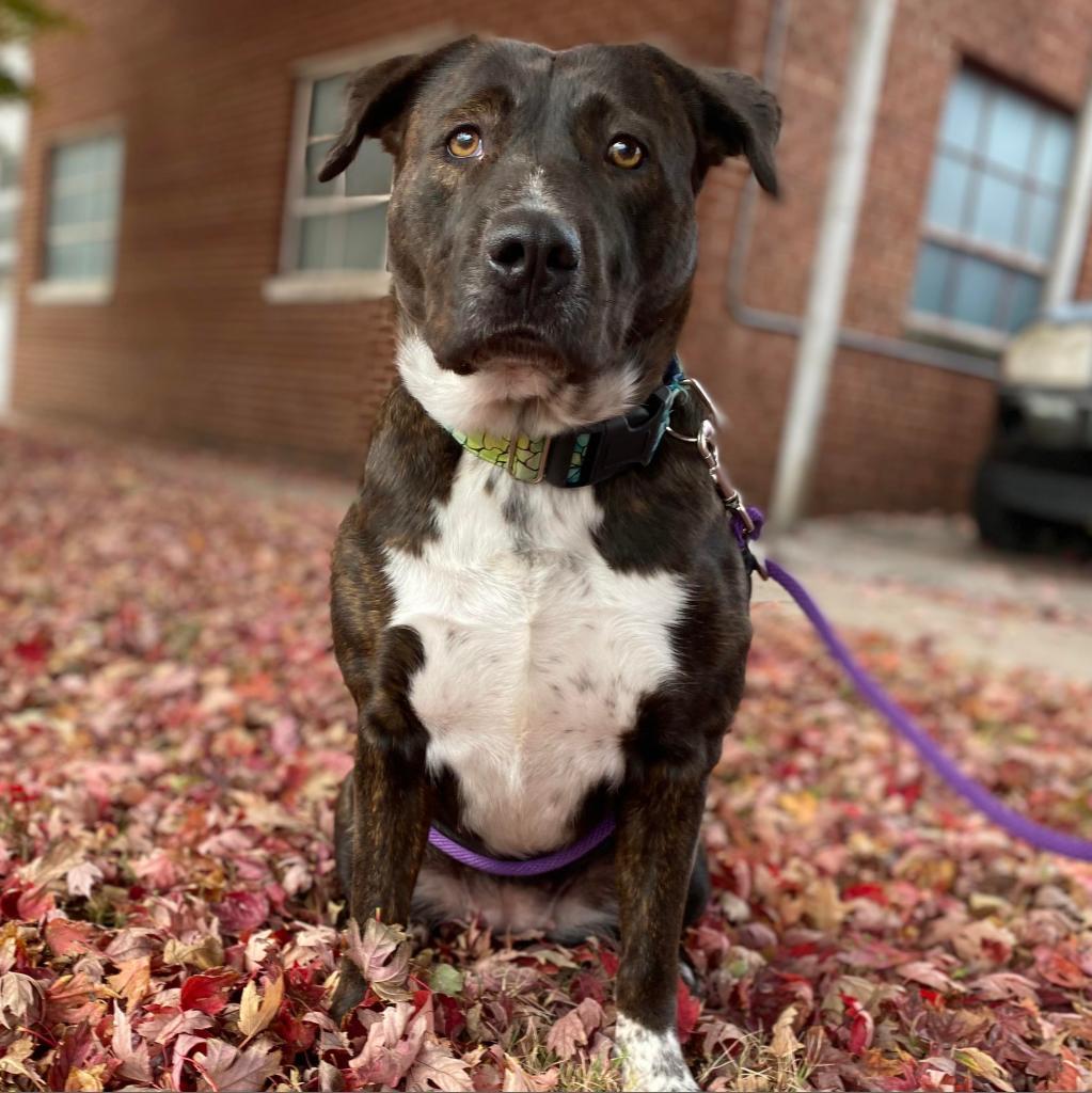 Charlotte, an adoptable Pit Bull Terrier in Wichita, KS, 67278 | Photo Image 1