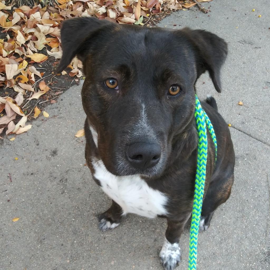 Charlotte, an adoptable Pit Bull Terrier in Wichita, KS, 67278 | Photo Image 3
