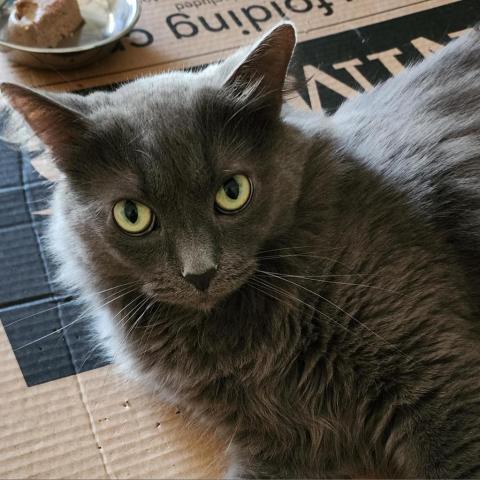 River, an adoptable Domestic Long Hair in Wichita, KS, 67278 | Photo Image 2