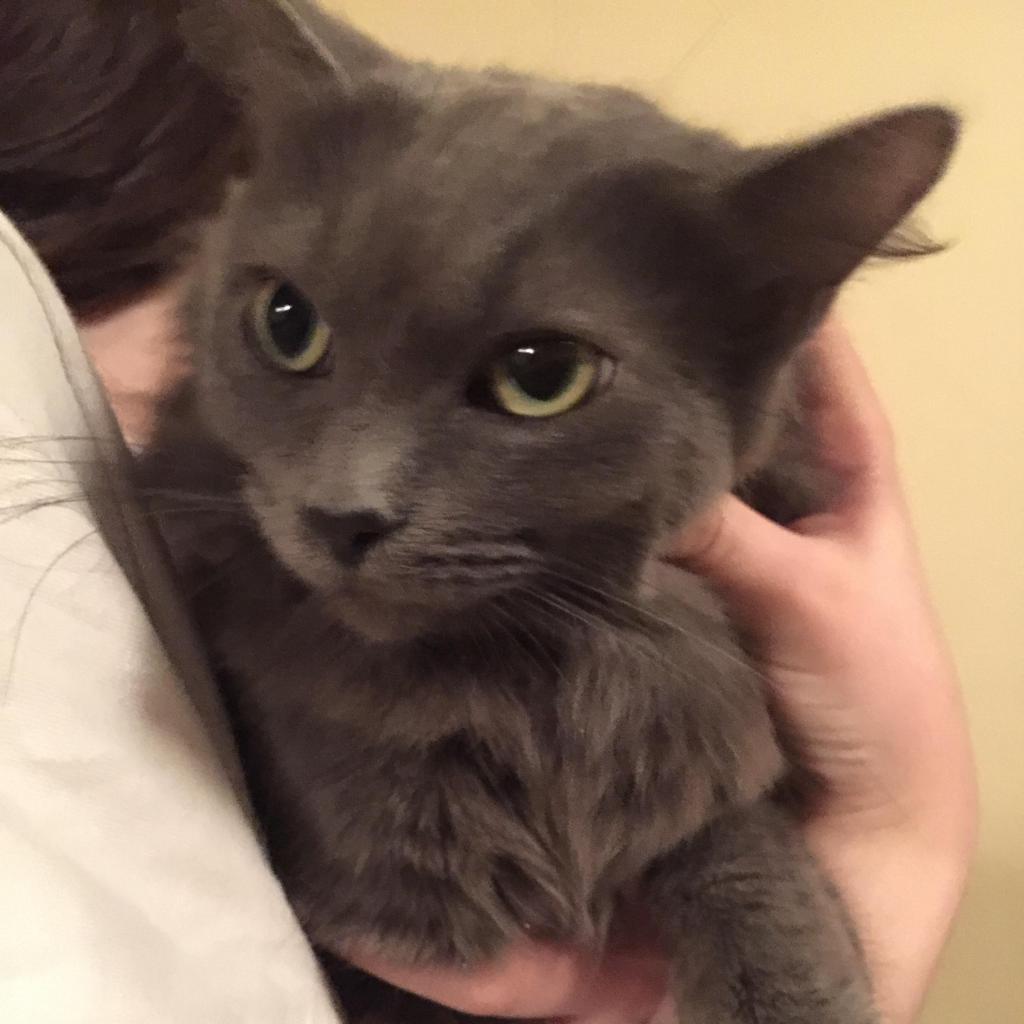 River, an adoptable Domestic Long Hair in Wichita, KS, 67278 | Photo Image 4