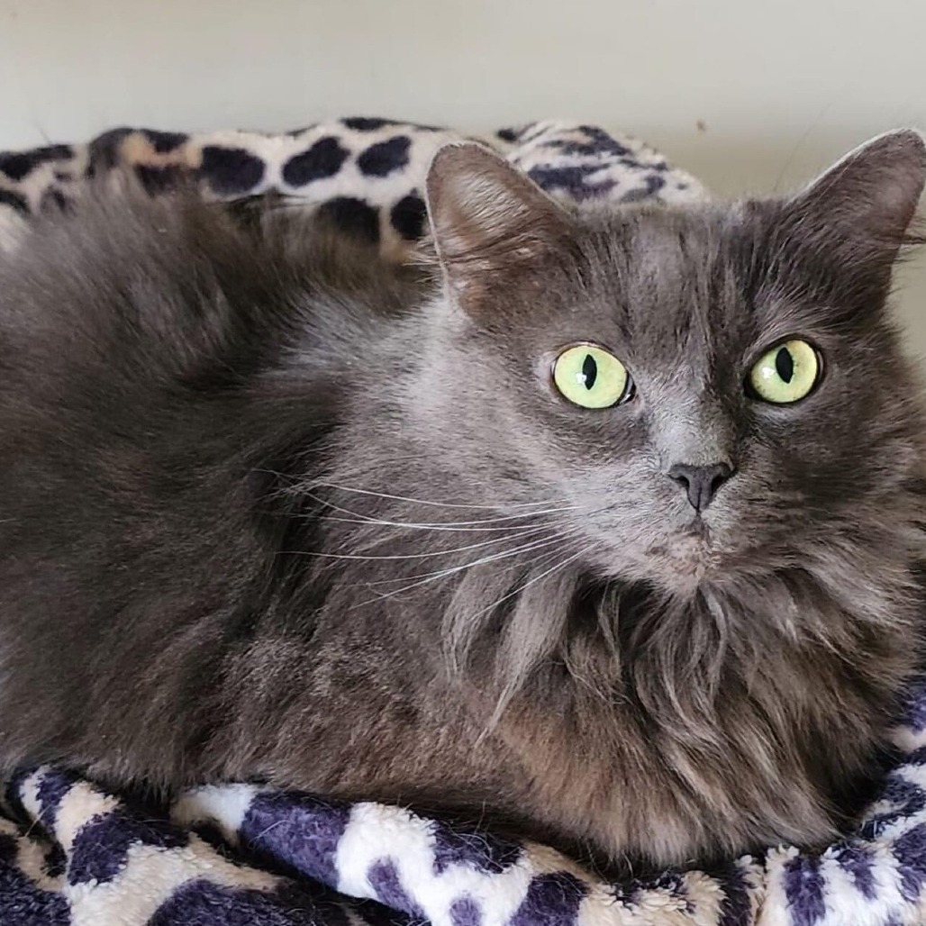 River, an adoptable Domestic Long Hair in Wichita, KS, 67278 | Photo Image 5