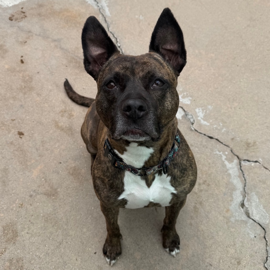 Erykah Badu, an adoptable Pit Bull Terrier in Wichita, KS, 67278 | Photo Image 1