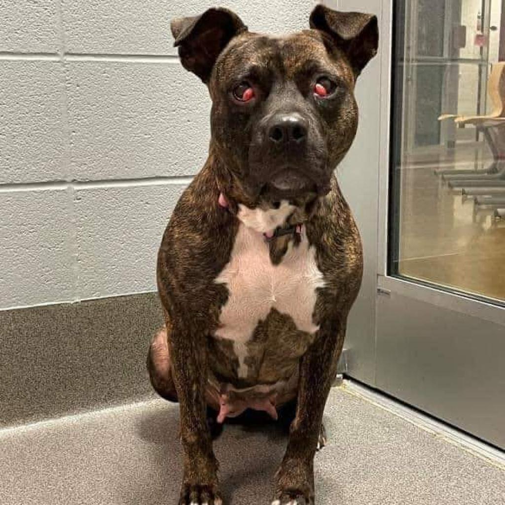 Erykah Badu, an adoptable Pit Bull Terrier in Wichita, KS, 67278 | Photo Image 2