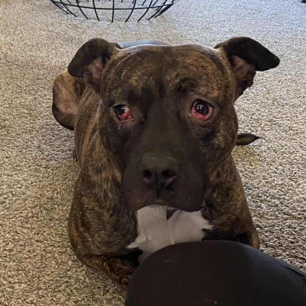 Erykah Badu, an adoptable Pit Bull Terrier in Wichita, KS, 67278 | Photo Image 2