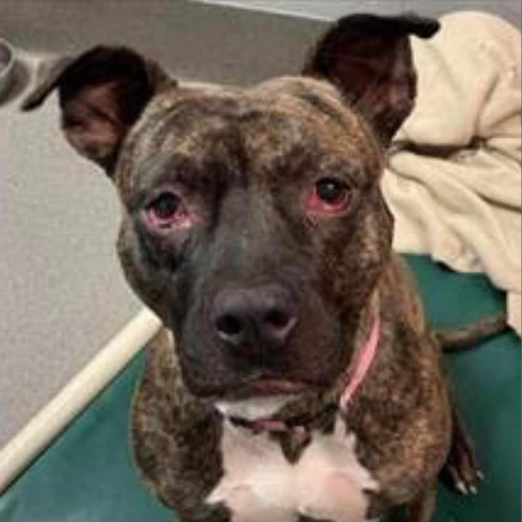 Erykah Badu, an adoptable Pit Bull Terrier in Wichita, KS, 67278 | Photo Image 3