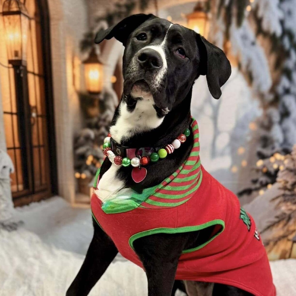 Fizgig, an adoptable Pit Bull Terrier in Wichita, KS, 67278 | Photo Image 1