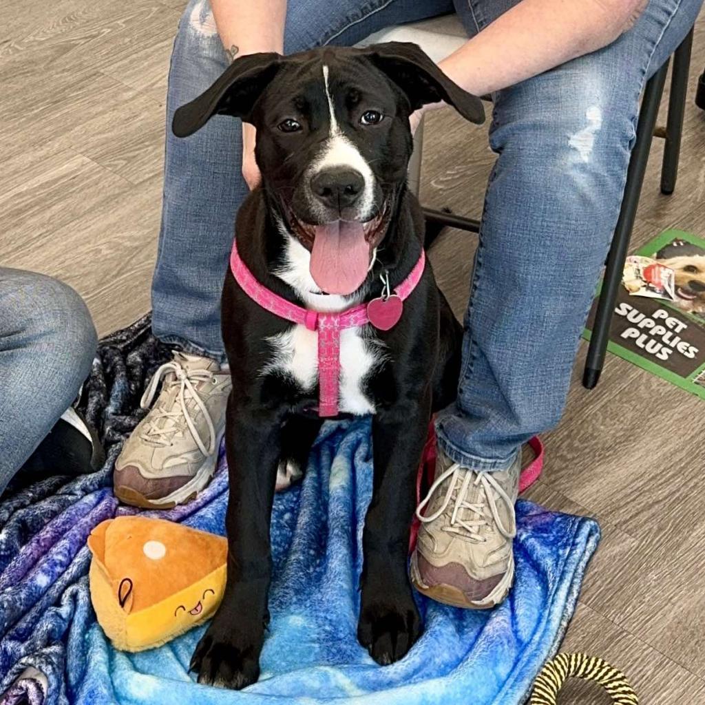 Fizgig, an adoptable Pit Bull Terrier in Wichita, KS, 67278 | Photo Image 2