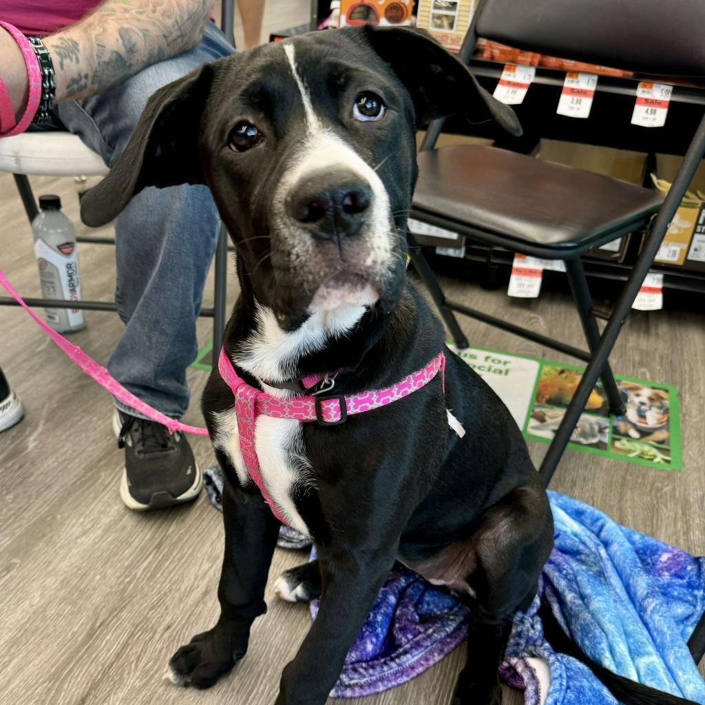 Fizgig, an adoptable Pit Bull Terrier in Wichita, KS, 67278 | Photo Image 3