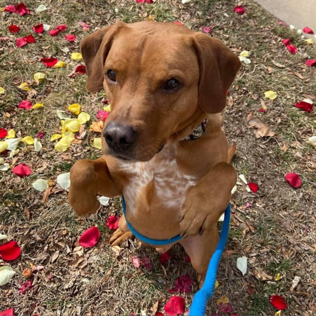Charlie, an adoptable Hound in Wichita, KS, 67278 | Photo Image 1