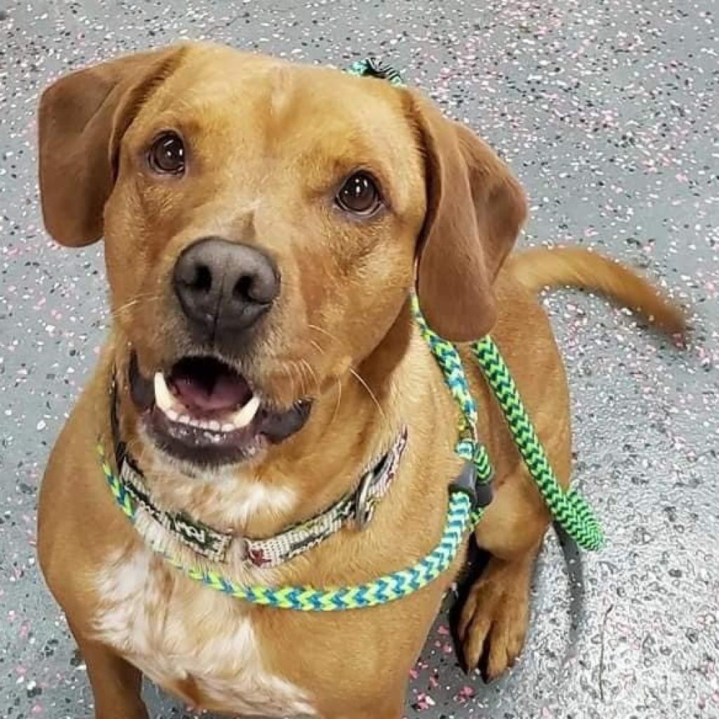 Charlie, an adoptable Hound in Wichita, KS, 67278 | Photo Image 2