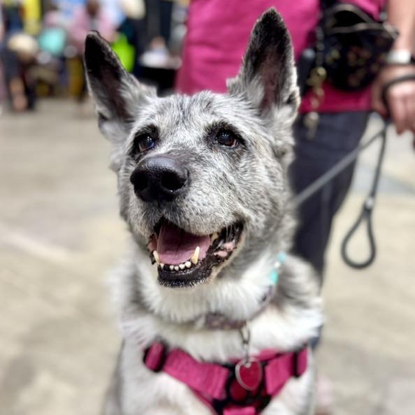 Maisy, an adoptable Akita in Wichita, KS, 67278 | Photo Image 1